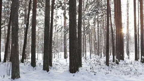 Animation forest dust particles with light leaks in winter Stock Footage 73353420