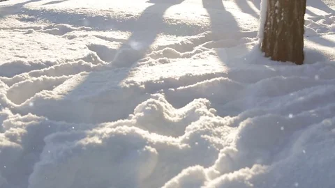 Animation forest dust particles with light leaks in winter Stock Footage 73354070