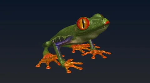 Animation frog Video stock 55734856