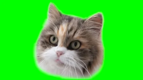Animation of a funny head opening and closing its mouth, the cat eats for Stock Footage 245897687