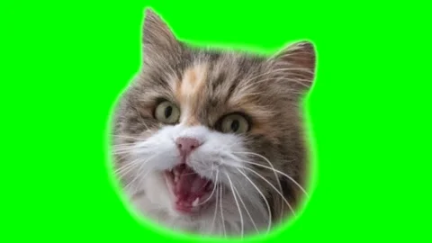 Animation of a funny head opening and closing its mouth, the cat eats for Stock Footage 269192824