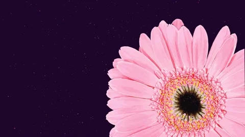 Animation of a gerbera flower from moving particles on a dark background Stock Footage 169110964