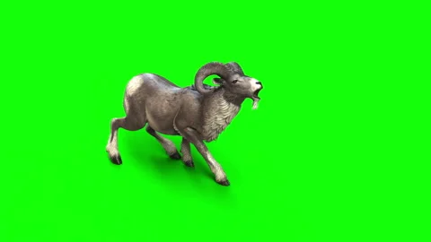 Animation of Goat Stock Footage 294753424