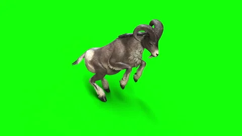 Animation of Goat Stock Footage 294753506