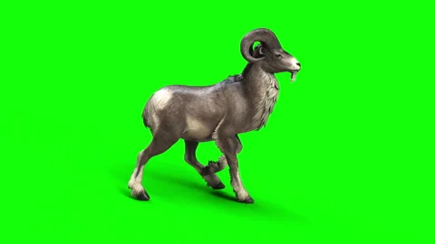 Animation of Goat 스톡 동영상 294753530