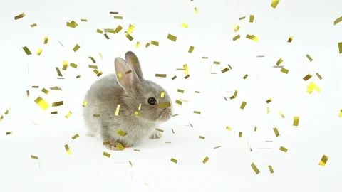 Animation of gold confetti falling over small, cute grey rabbit on white Video stock 156972329