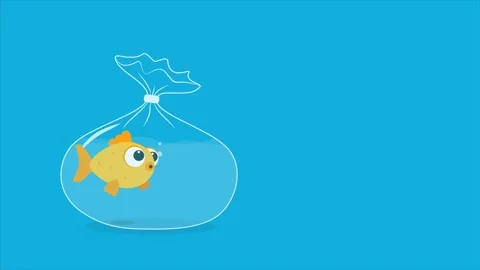 Animation of a goldfish in a bag on a blue background, on the right there is Stock Footage 310097267