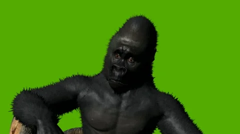 ANIMATION - Gorilla talking 스톡 동영상 56583168
