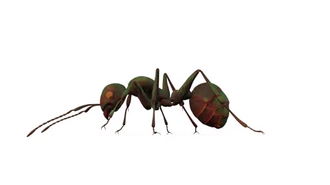 Animation of a green ant walking seen from the side Stock Footage 133370480