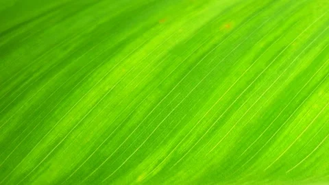 Animation green leaf Stock Footage 151512487