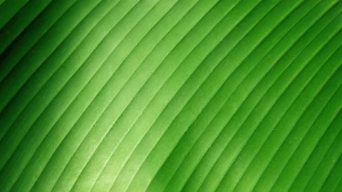 Animation green leaf Stock Footage 151532515