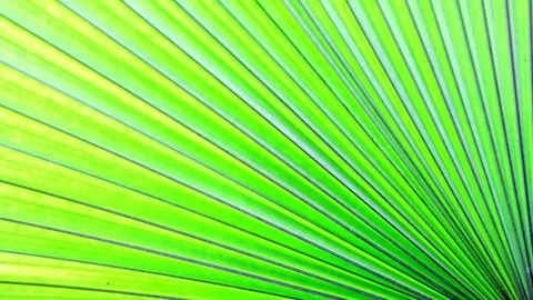 Animation green leaf plant Stock Footage 151550910