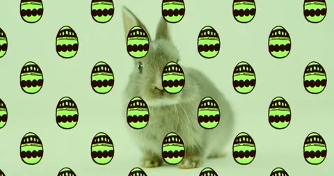 Animation of green patterned easter eggs and easter bunny over green background Stock Footage 169654492