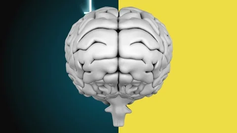 Animation of grey human brain divided in two parts Stock Footage 104953474