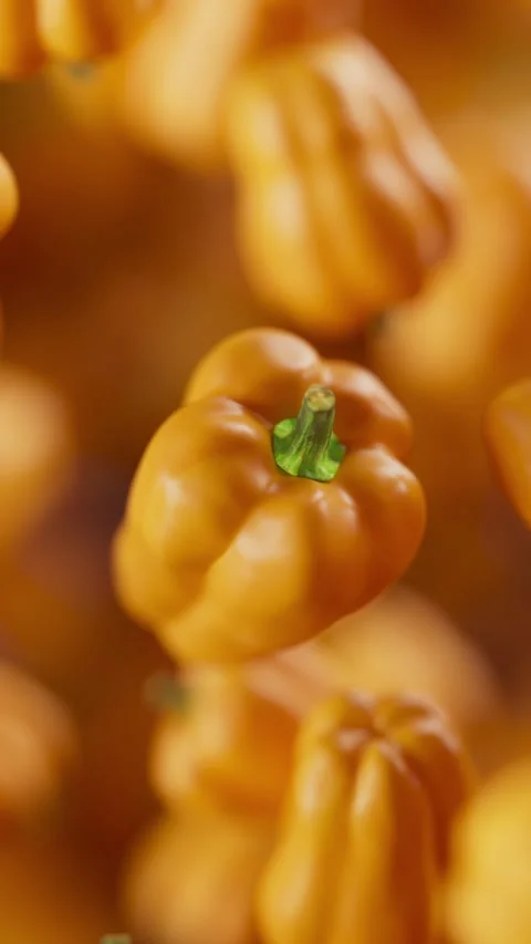 Animation of a group of bell pepper. Defocus. Close-up. Stock Footage 313287238