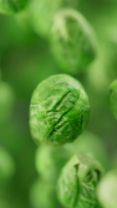 Animation of a group of brussels sprouts. Defocus. Close-up. Stock Footage 310793356