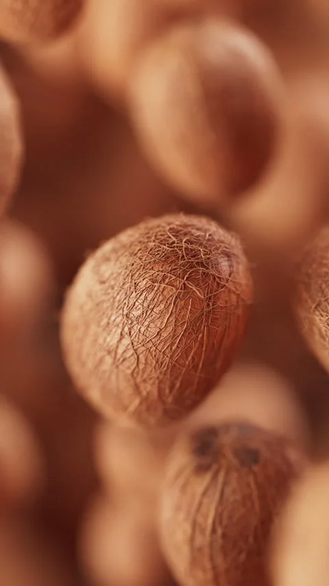 Animation of a group of coconuts. Defocus. Close-up. Stock Footage 317497386