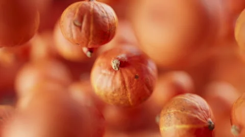 Animation of a group of pumpkins. Defocus. Close-up. 스톡 동영상 308742435
