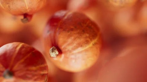 Animation of a group of pumpkins. Defocus. Close-up. Stock Footage 322018482