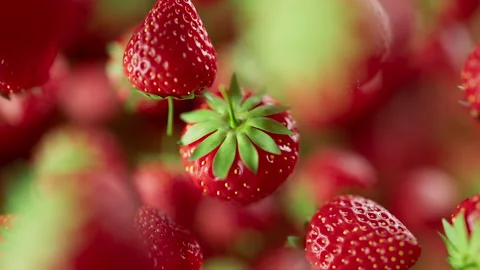 Animation of a group of strawberry. Defocus. Close-up. Video stock 312112409