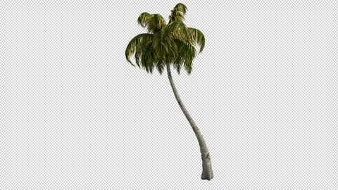 Animation of a Growing Coconut Palm Tree with Alpha Channel Stock Footage 204810890