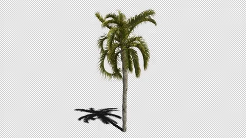 Animation of a Growing Palm Tree with Shadow and Alpha Channel Stock Footage 204810899