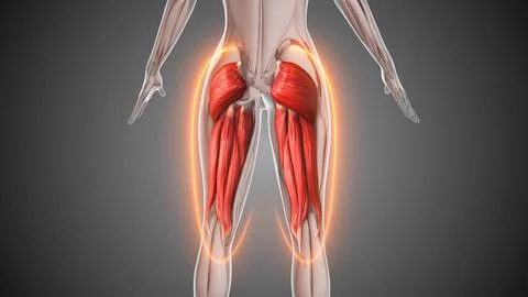 Animation of the hamstring and gluteus muscles Stock Illustration