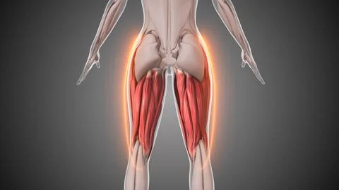 Animation of the hamstring calf muscles Stock Illustration