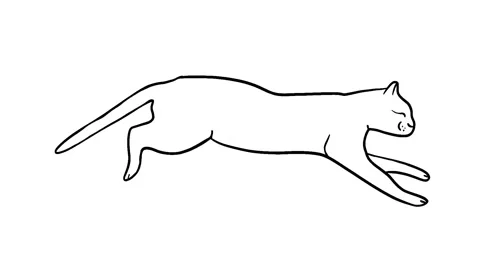 Animation of hand drawing frame by frame in black color of the contour of a cat Stock Footage 156852769