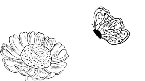 Animation hand drawn frame-by-frame in black of a butterfly Stock Footage 156852744
