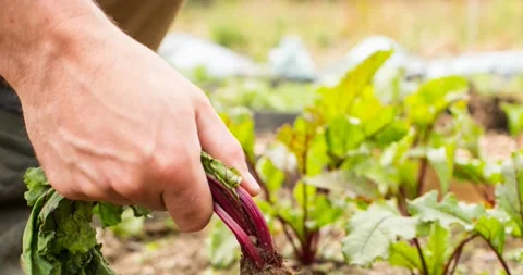 Animation of hand of gardener pulling vegetable from the ground Stock Footage 165215230