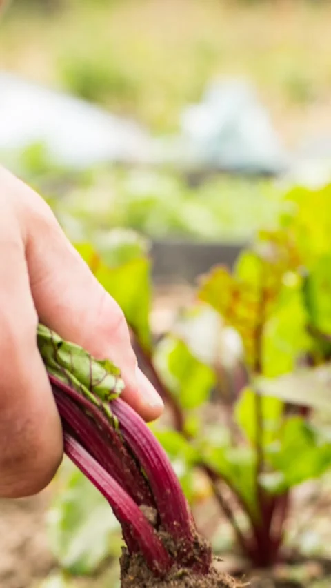 Animation of hand of gardener pulling vegetable from the ground Stock Footage 320183806