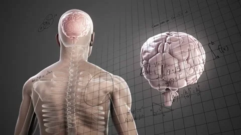 Animation of human anatomy with brain and spine, mathematical equations overlay Stock Footage 304644689