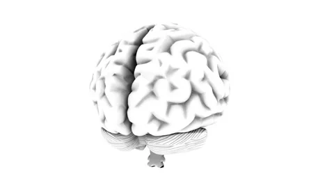 Animation of a human brain rotating Vídeo Stock 157756472