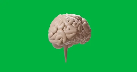 Animation of human brain spinning on transparent background Stock Footage 317925510