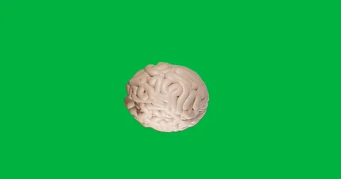 Animation of human brain spinning on transparent background Stock Footage 317925514