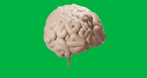 Animation of human brain spinning on transparent background Stock Footage 317925519