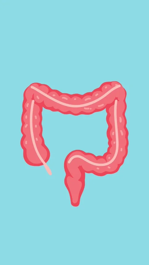 Animation of human colon anatomical structure Stock Footage 340956125