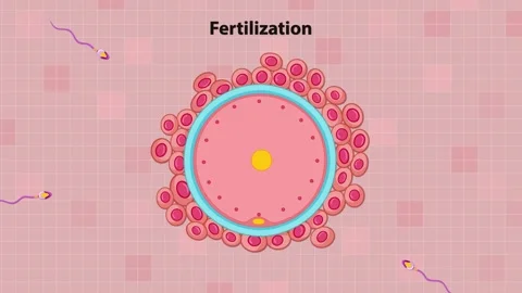 Animation of human fertilization process showing sperm cells reaching egg c.. Stock Footage 332694629