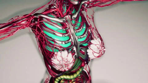 Animation Of Human Internal Organs Stock Video Pond5 Animation Of Human Internal Organs Stock Video Pond5