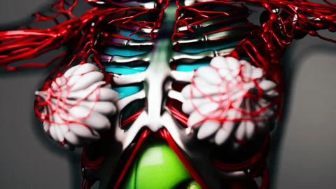 animation of human internal organs | Stock Video | Pond5