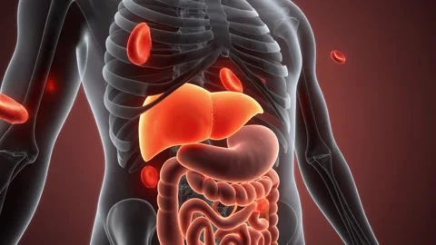 Animation of human liver and digestive system in detail and its functions Stock Footage 321605752