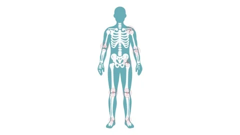 Animation human skeletal system anatomy Stock Footage 340825945
