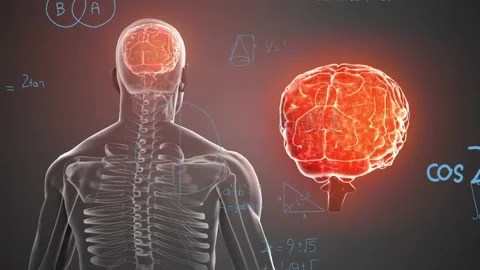 Animation of human skeleton and brain wi... | Stock Video | Pond5