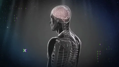 Animation of human skeleton with brain highlighted, digital elements surrounding Stock Footage 304765931