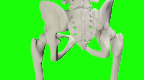 Animation of a human skeleton with green screen Stock Footage 51167701