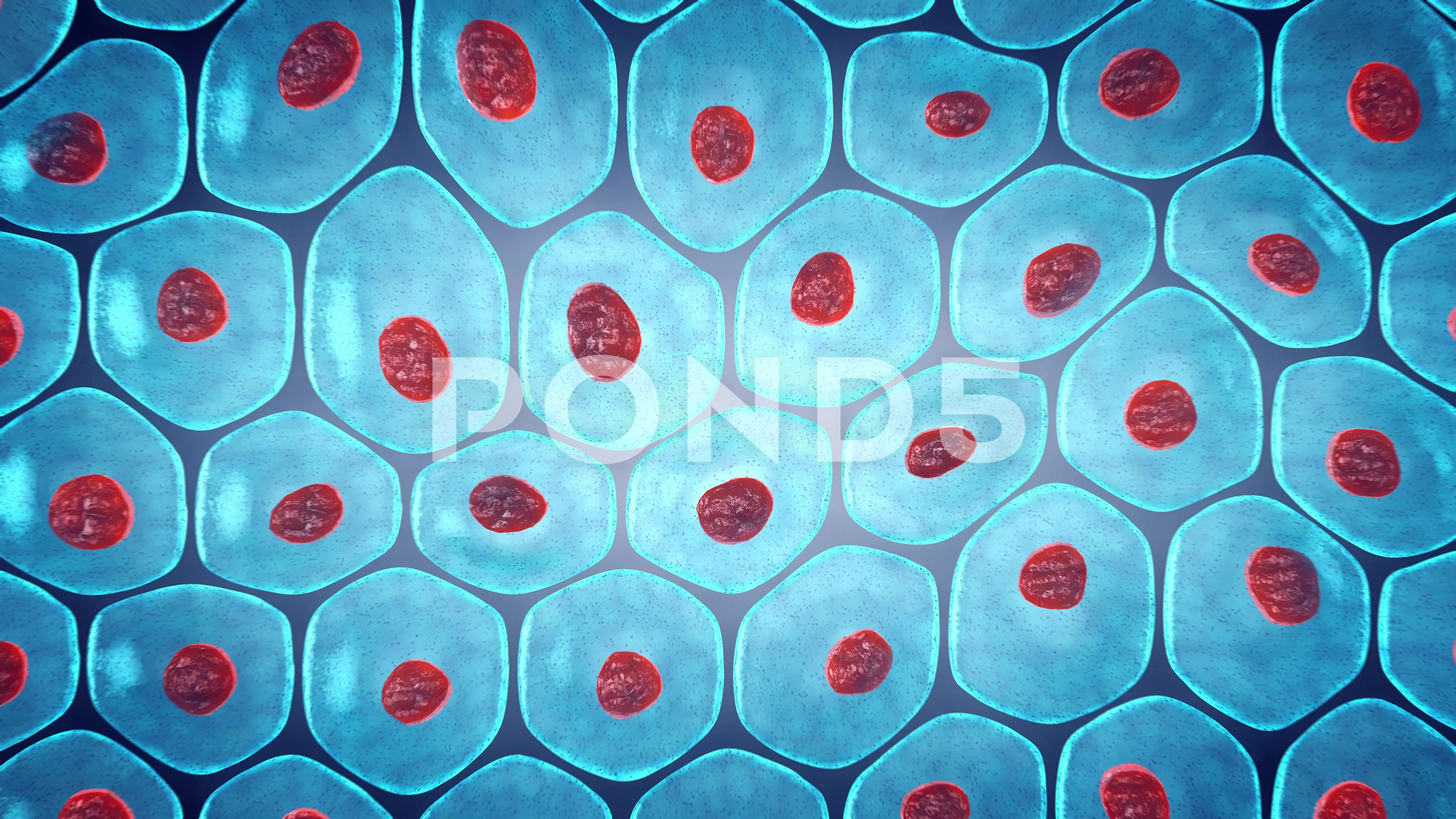 Animation of human skin cells | Stock Video | Pond5