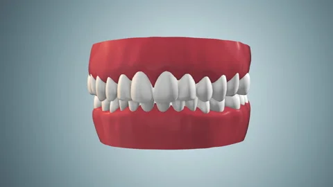 Gums Jaw 3d Animation 3D Jaw Models Browse & Download Formats