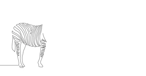 Animation of an image drawn with a continuous line. Zebra. Stock Footage 244872240