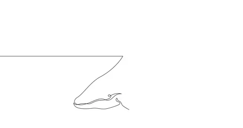 Animation of an image drawn with a continuous line. Whale. Stock Footage 246137367